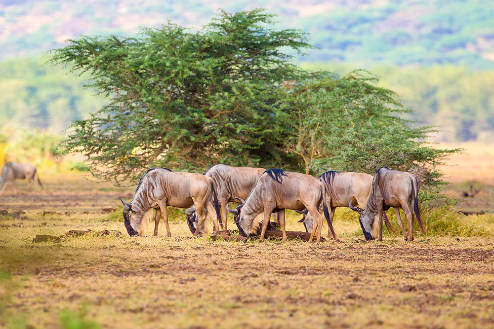 Kenya & Tanzania: The Safari Experience