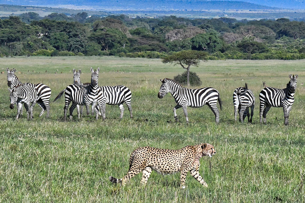 Safari in Kenya and Tanzania – Africa Trips